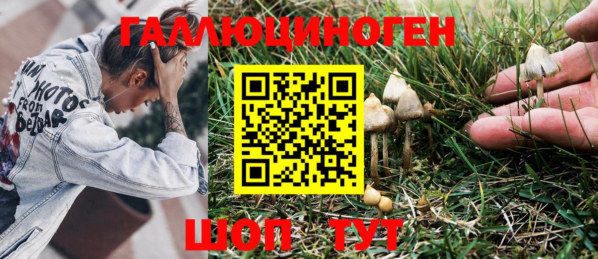 Галлюциногенные грибы Psilocybe  Бугуруслан 